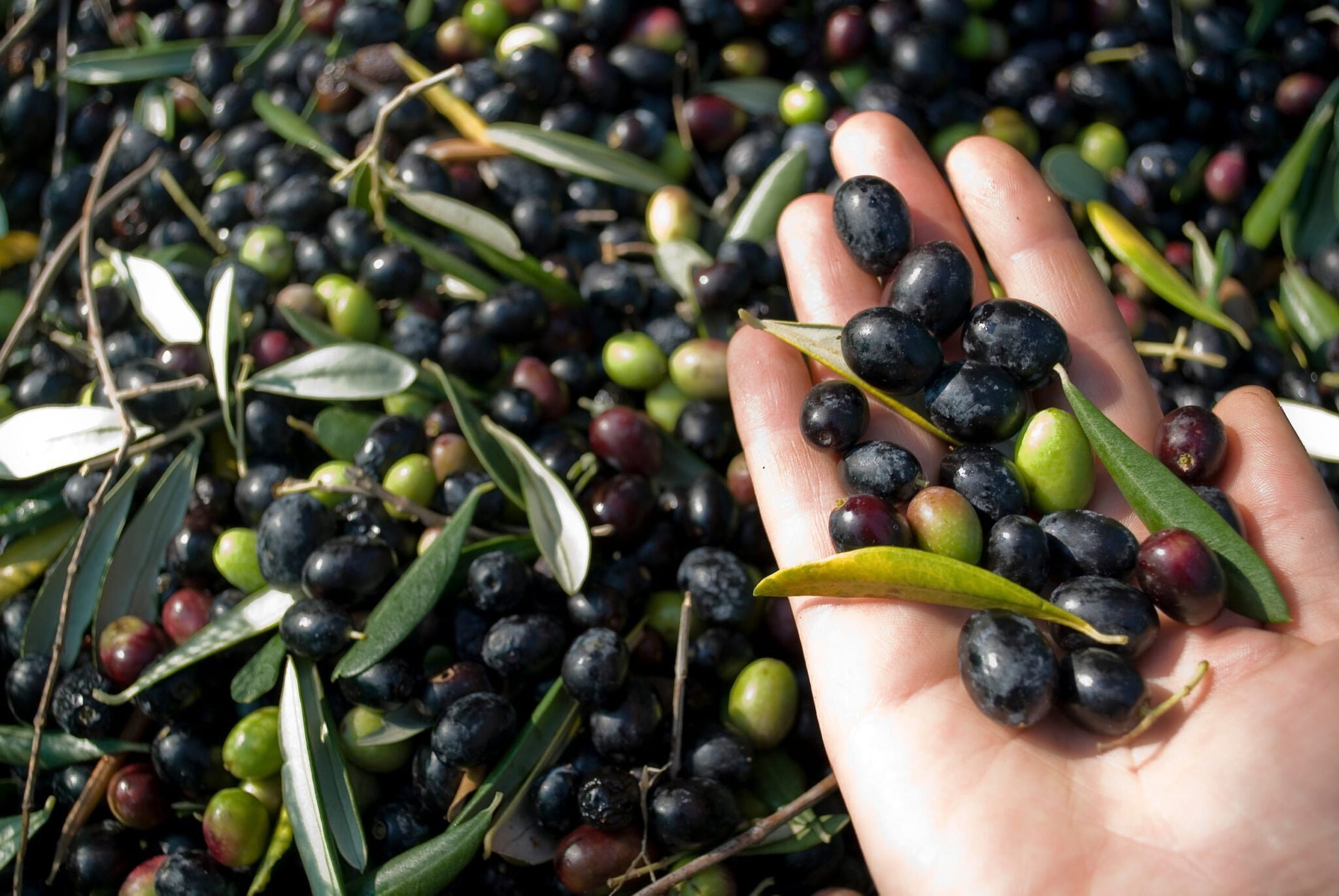 Le olive taggiasca e pignola - Visit Finale Ligure