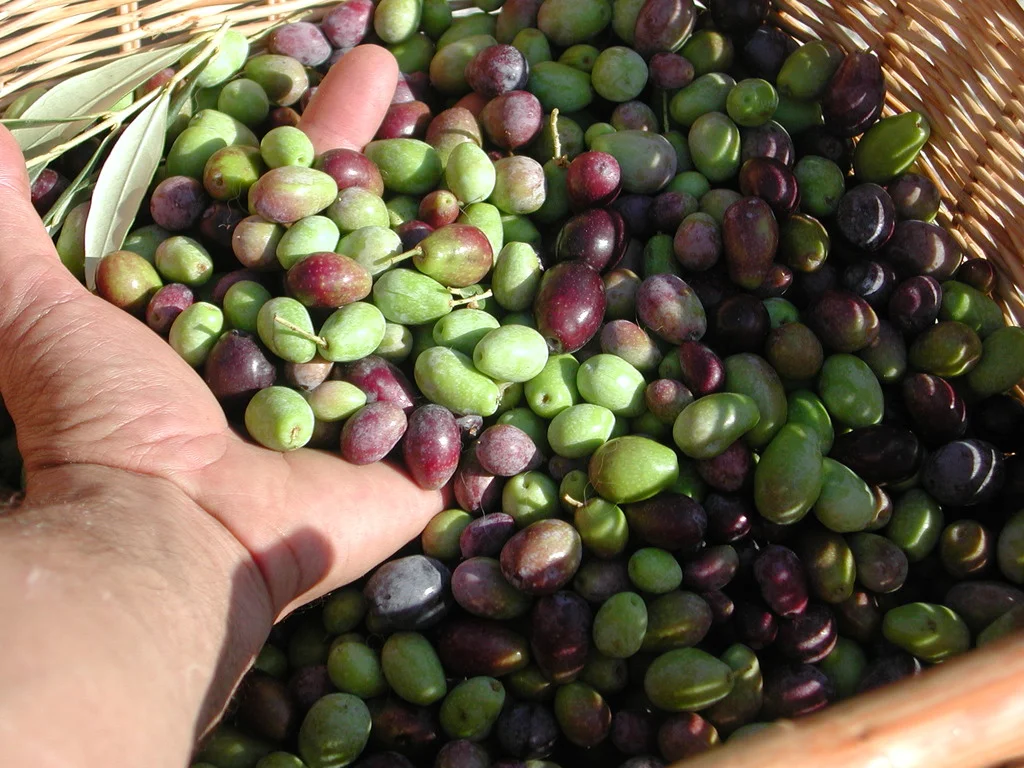 1_OLIVE VARIETA' COLOMBAIA.