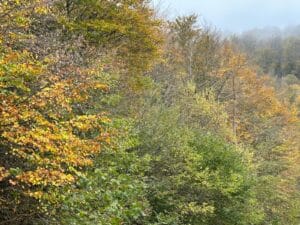 Foliage entroterra finalese