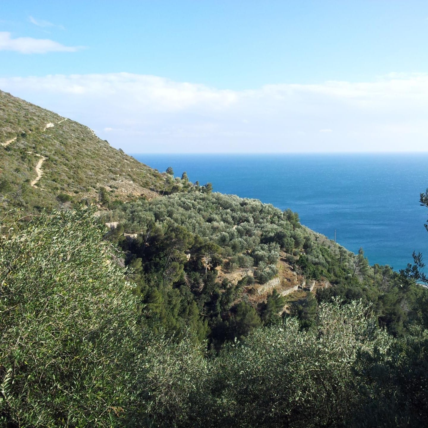 Panoramica Uliveti Finale