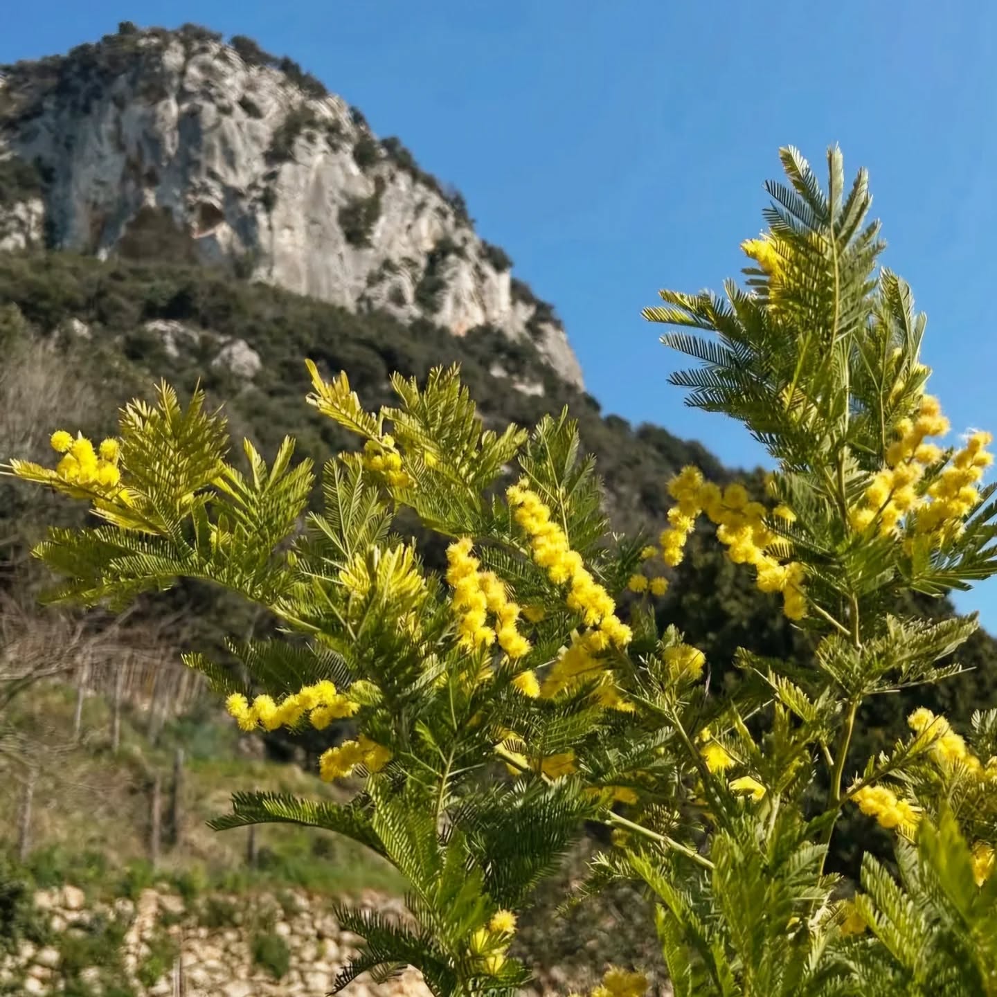 Un albero fiorito a Finale Ligure