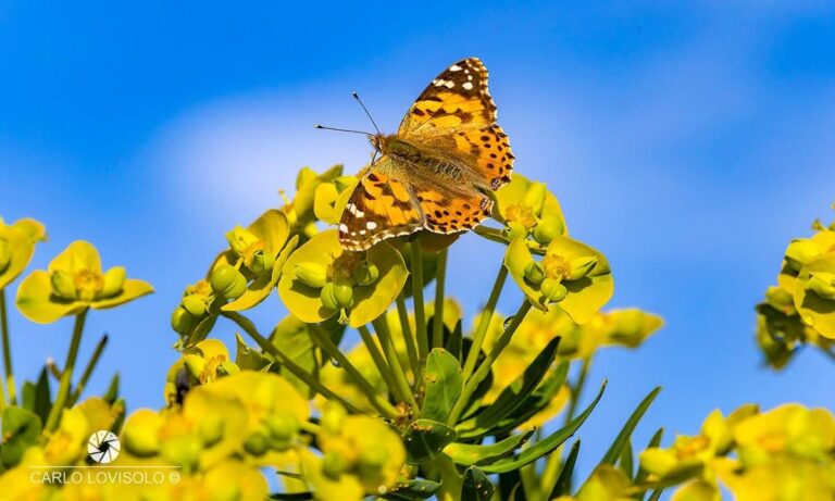 Le meraviglie della biodiversità: visita al parco