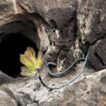 Laboratorio di Fotografia “Cultura dell’Immagine” – BABA JAGA APS