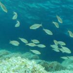 Snorkeling al mattino – LEGA NAVALE SEZ. FINALE