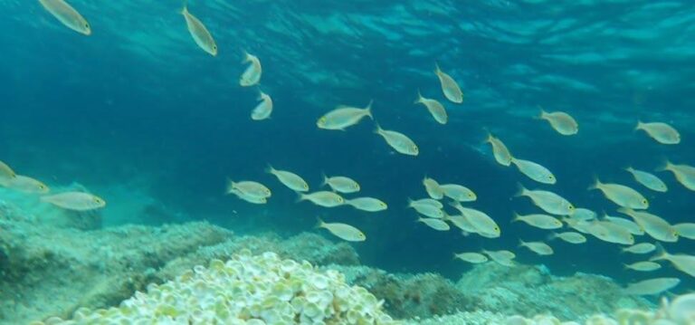 Snorkeling al mattino – LEGA NAVALE SEZ. FINALE