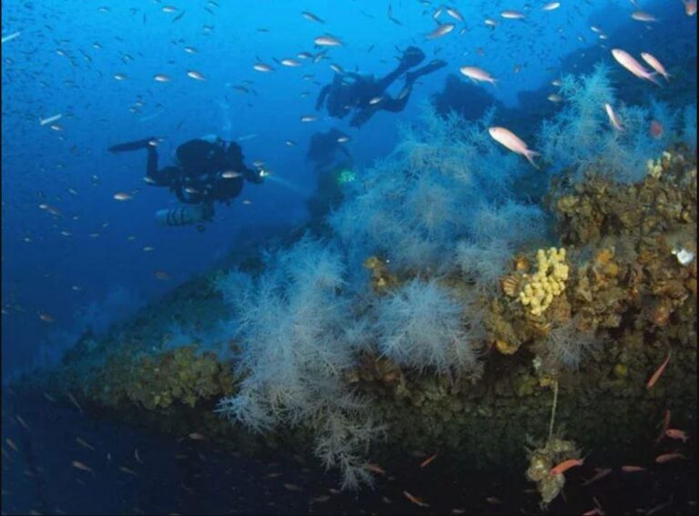 Cycnus Diving Center