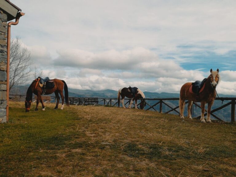 Equitrek Rialto ASD