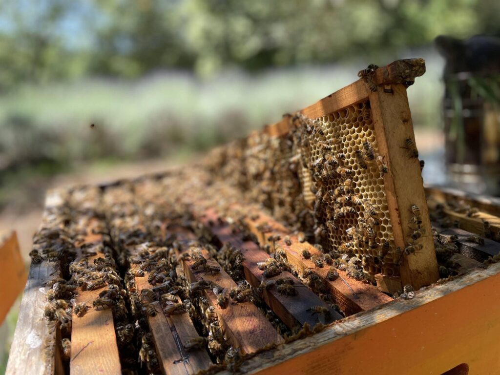 Alla scoperta dei sapori delle api – APICOLTURA ANDREA BOFFA