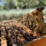 Alla scoperta dei sapori delle api – APICOLTURA ANDREA BOFFA